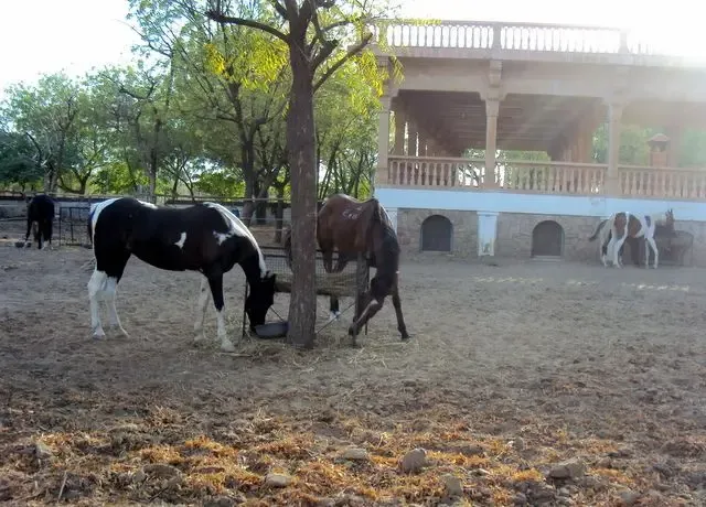 summer-impressions bodyImage